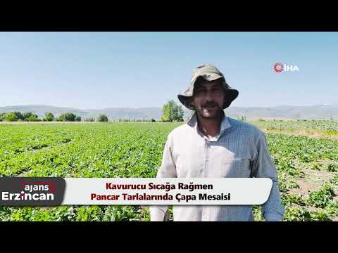 Kavurucu Sıcağa Rağmen Pancar Tarlalarında Çapa Mesaisi