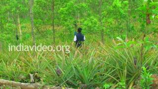 A Farm in Nagaland