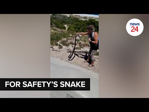 WATCH | Tipping the scales: Woman ushers snake to safety with bare hands after surprise encounter