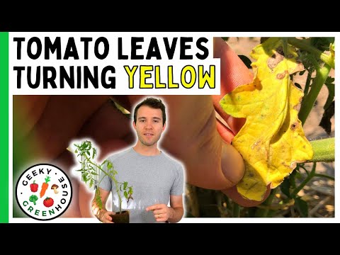 , title : 'Tomato Leaves Turning Yellow? How To Fix It Fast - Geeky Greenhouse'