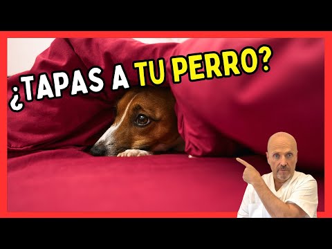 🛏️ DOES YOUR DOG NEED A BLANKET TO SLEEP? 🐶❄️