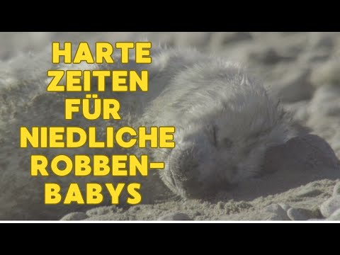 Verloren im Sturm: Das kleine Robbenbaby ganz allein | 100 Sekunden Natur