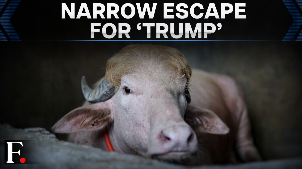 'Donald Trump' The Buffalo Spared From Eid Sacrifice After Viral Fame | FP Videos