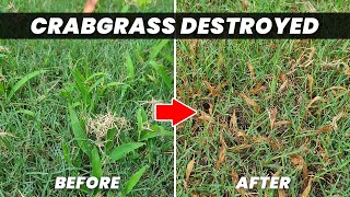 Kill Crabgrass Fast Without Hurting the Lawn!