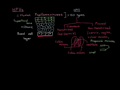 Humán papillomavírusból, Main Navigation