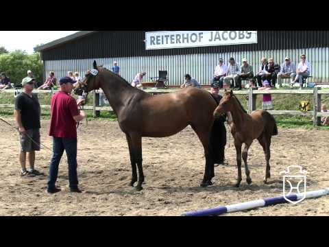 260 Stutfohlen von Uriko   Corrado   Heraldik