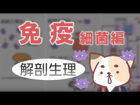 メラノカリチ科について詳しく解説