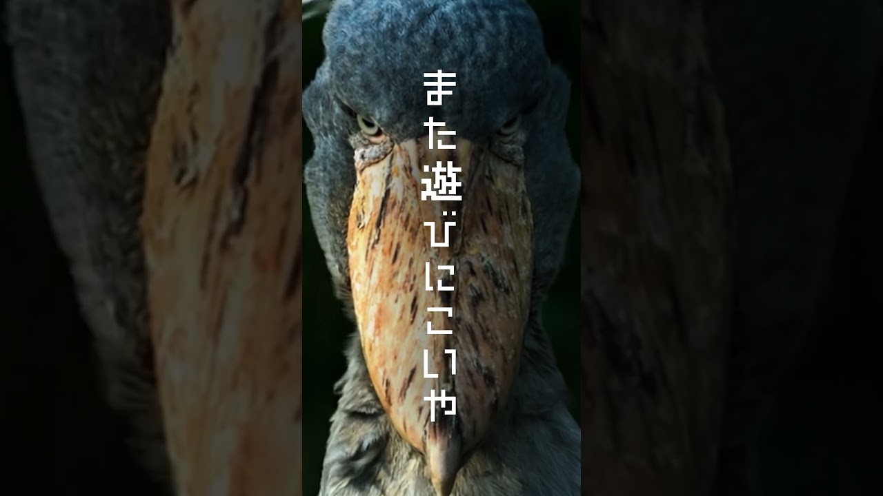 那須どうぶつ王国  2026春CM 　#那須どうぶつ王国