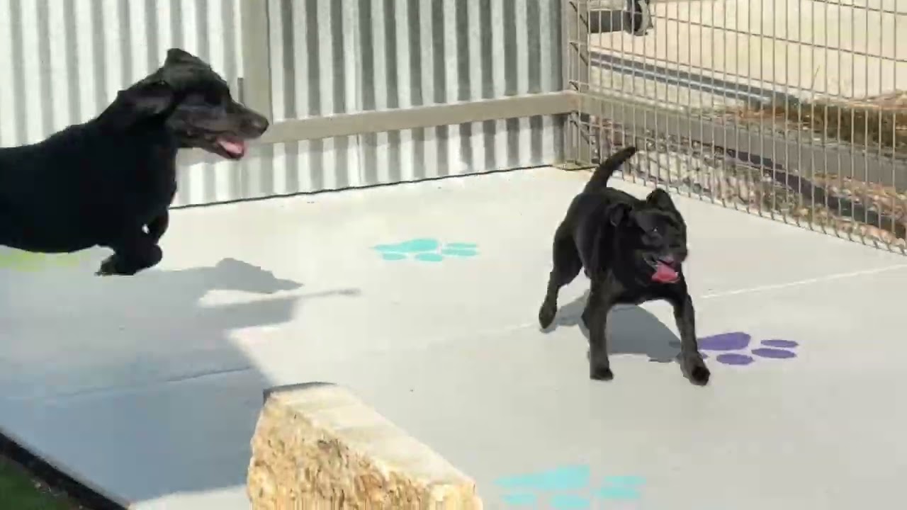 Enlarge Mack, a Adoptable Chihuahua in Austin, TX video 5/5