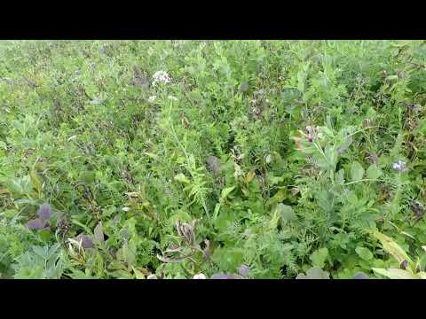 #04 Die vielen Funktionen einer Zwischenfrucht