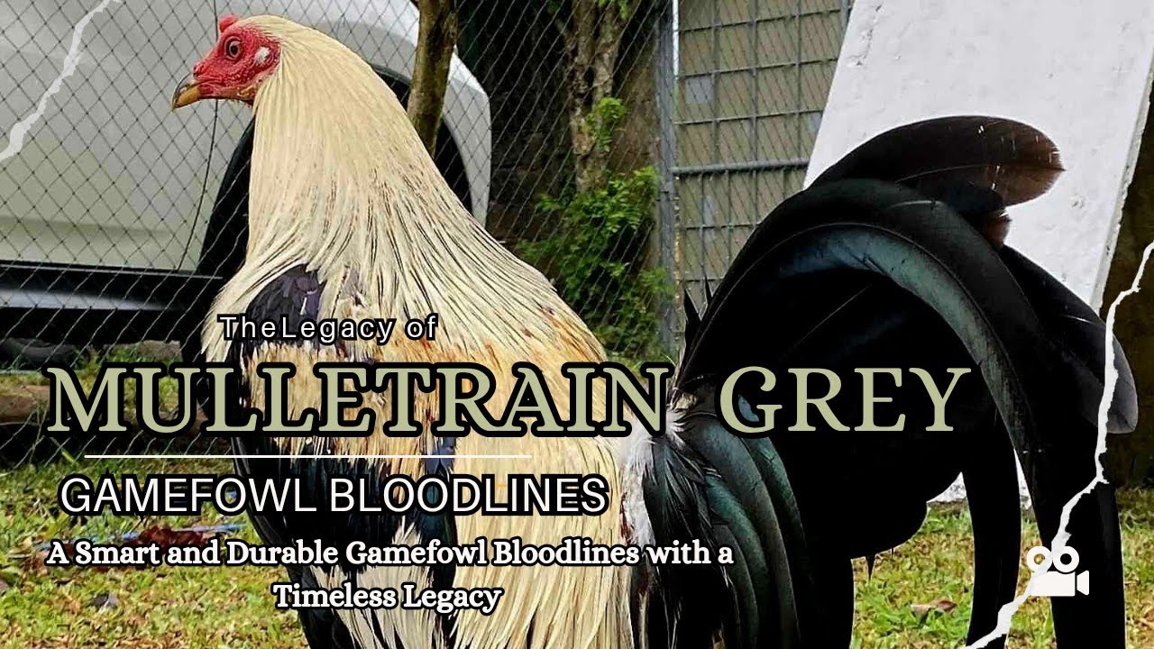 The Mulletrain Grey: A Smart and Durable Gamefowl Bloodline with a Timeless Legacy