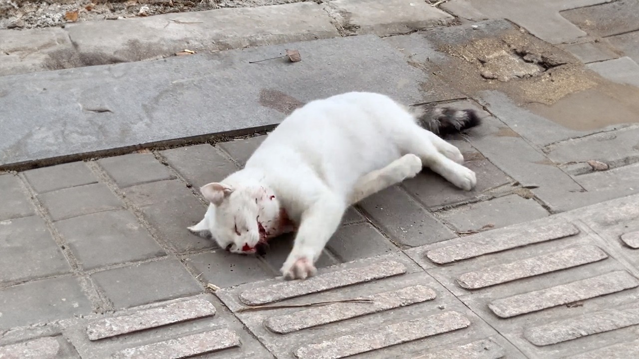 A stray cat hit by a car writhed in pain by the roadside, trying to crawl forward but too weak.😭