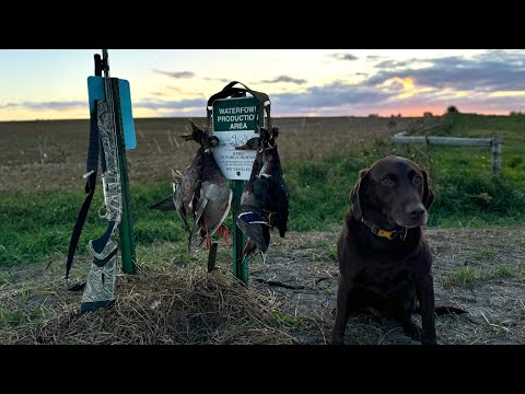 Epic Public Land Duck Hunt In A TINY Slough! (Solo Limit)