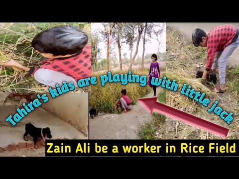 Tahira Pakistani kid's  playing with jack🎃dog|Ammi ny video bheji|@tahirapakistani31