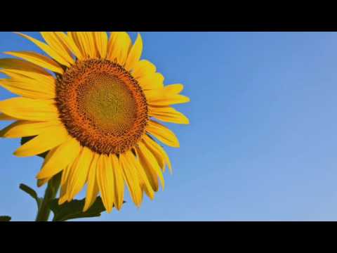 Old Town Hypnotherapy video.