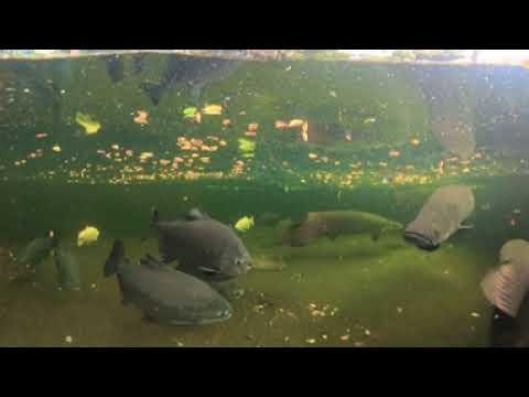 (360 4K Underwater Video) Dempsey Hill Pond - Giant Fishes including Arapaima (Do Set Quality to 4K)