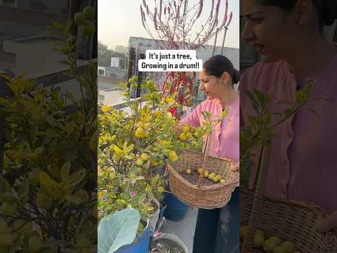 Harvesting from a lime tree grown in a container #terracegardenindia #growingvegetables #gardening