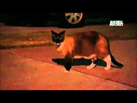 Un chat américain kleptomane a volé 600 objets.flv