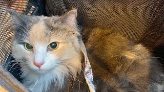 - 【迷い猫】最強寒波に巻き込まれなくて良かったね…