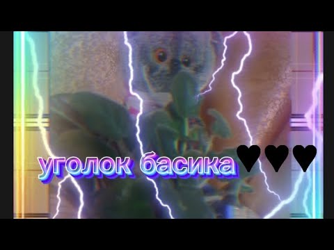 обзор на уголок басика#влог