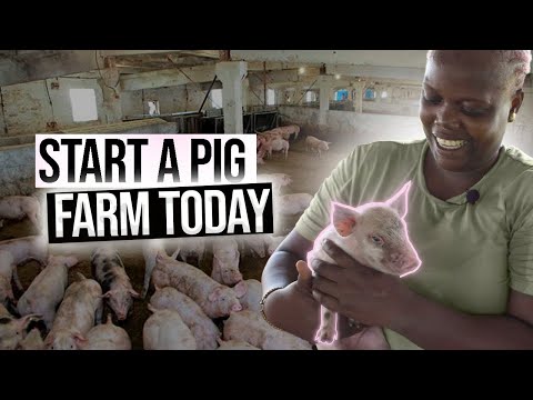 A Full Pig Farming Guide For Beginners