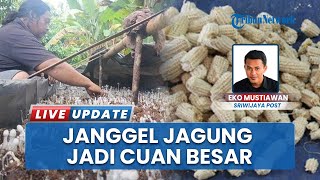 Inspirasi Usaha! Irwan Sukses Ubah Limbah Jagung Menjadi Bisnis Menguntungkan