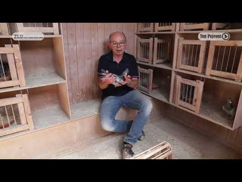 Nationale winnaar ZLU 2018 Agen OUD - H. Wijnands & Zn., Maastricht