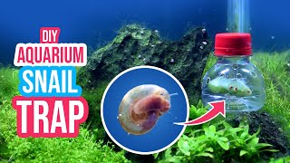 DIY Aquarium Snail Trap: Say Goodbye to Pest Snails