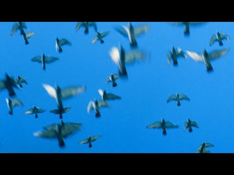 PIKETTE23 - LEJOS (VIDEO OFICIAL)