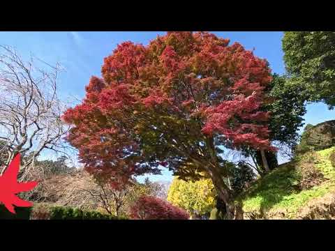 The Autumn Leaves of Hitsujisaki Shrine