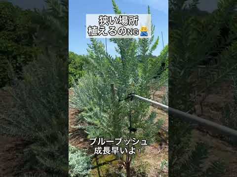 園芸 サイダーガムの木、ガンガムの木