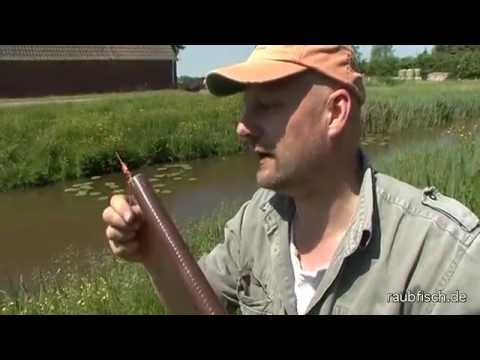 Matze Koch searching for bait fish and worms