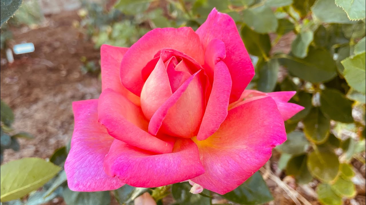 Chicago Peace Spring 2023