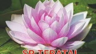 Download lagu Suara walet teruji 🐦 respon anakan SP TERATAI#SP#BW#rm mp3 Download lagu Suara walet teruji 🐦 respon anakan SP TERATAI#SP#BW#rm mp3
