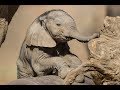 Just Spreading The Baby Rhino Zebra Giraffe Elephant Love