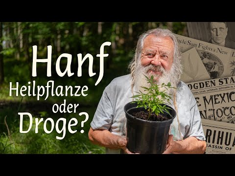Der Hanf: Alte Kulturpflanze neu entdeckt