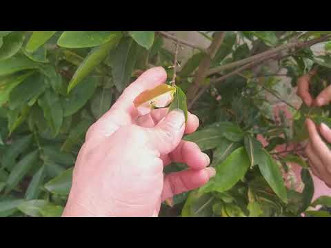 Hướng dẫn cách làm cây mai ra hoa đúng dịp tết @spnnvlog