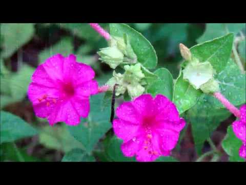 Flor Maravilha video
