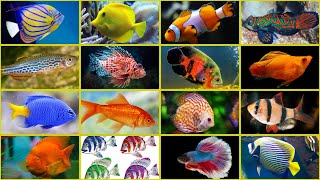 Discover the Most Gorgeous Aquarium Fish!