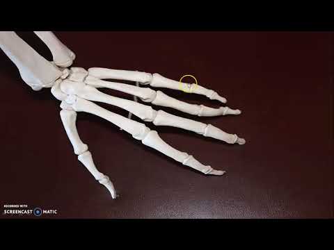 The skeletal system in man - أحياء لغات - الثانوية العامة - نفهم