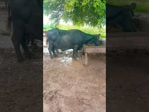 naseeba ki Kya rang laya #song #Short #Trending #Shorts #ytvlogs