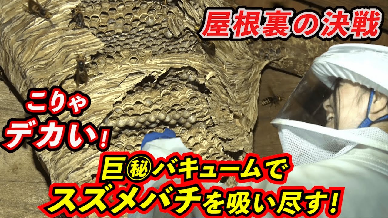 屋根裏や暗闇でも攻撃可能な忍者スズメバチにハンターが挑む！