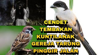 Download lagu Cendet suara gereja tarung sambung kunti gacor panjang keras powernya_ @sultanakbar mp3 Download lagu Cendet suara gereja tarung sambung kunti gacor panjang keras powernya_ @sultanakbar mp3