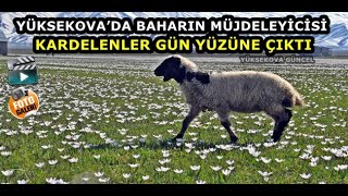Yüksekova’da Baharın Müjdeleyicisi Kardelenler Gün Yüzüne Çıktı