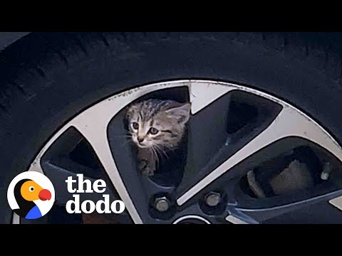 Adorable Kitten Coaxed From Car Engine
