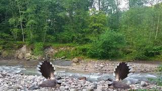 Download lagu 3 jam nonstop suara masteran burung sikatan kipas gacor untuk masteran dan terapi burung mp3