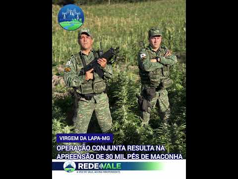 mais de 30 mil pés de maconha são apreendidos em Virgem da Lapa MG