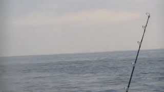 preview picture of video 'Striped Marlin Deep Sea Fishing Sea of Cortez Baja Mexico with Dolphins'