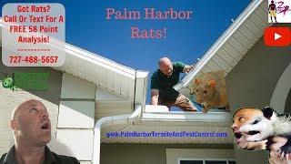 How To Get Rid Of Rats In Palm Harbor Florida