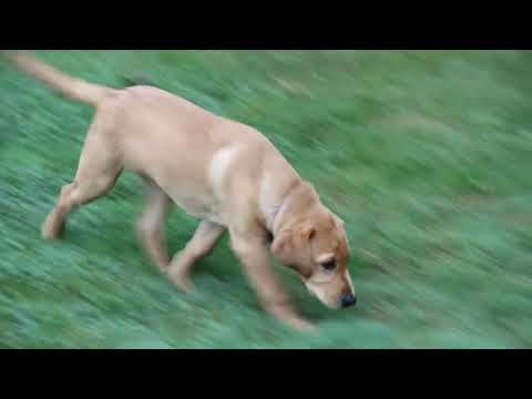 Red Fox Lab Puppies For Sale Florida 02 22
